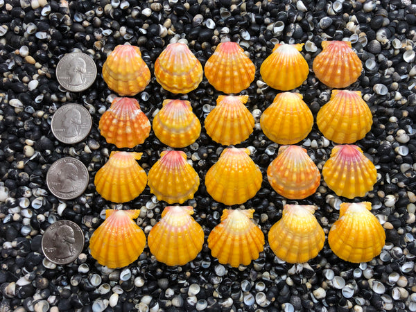 SAND PEOPLE サンライズシェル 2966 lot of sunrise shells - Sunrise Shells Wholesale