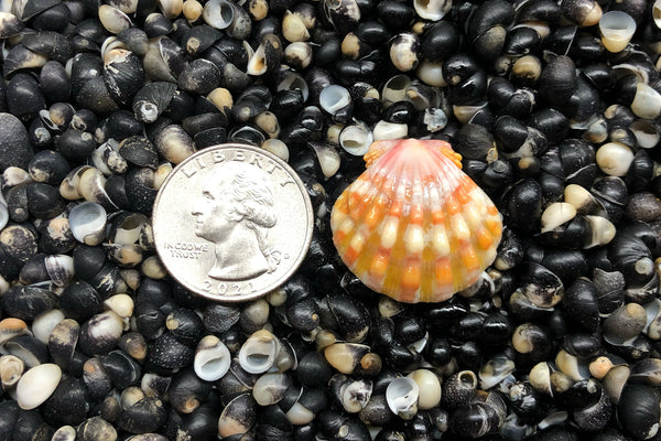 2288 Single Sunrise Shell - Sunrise Shells Wholesale