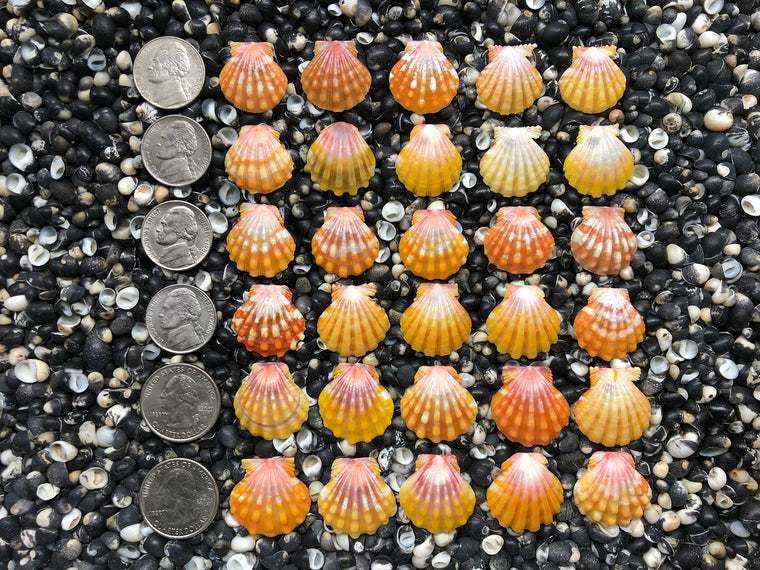 0727 lot of sunrise shells