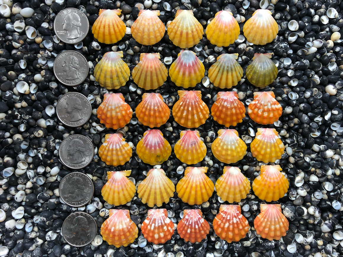 0763 lot of sunrise shells