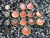 0088 lot of sunrise shells