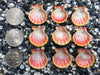 0075 lot of sunrise shells