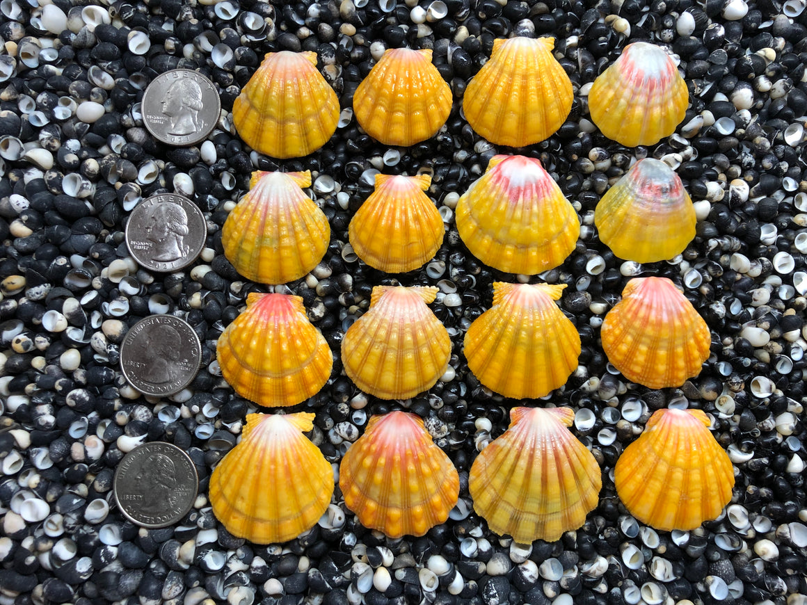 2915 lot of sunrise shells