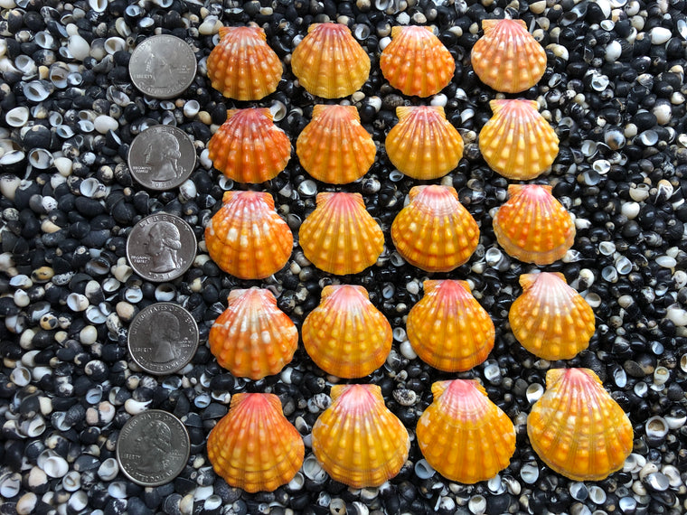 2921 lot of sunrise shells