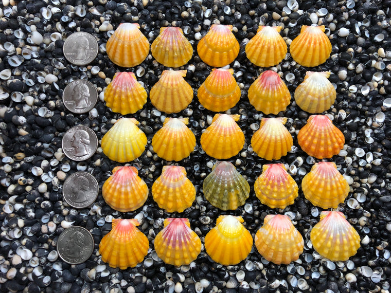 2922 lot of sunrise shells