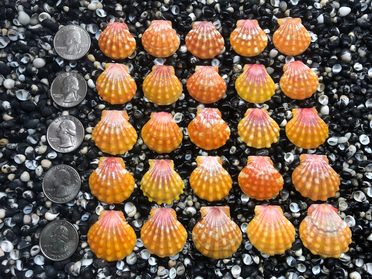 2929 lot of sunrise shells