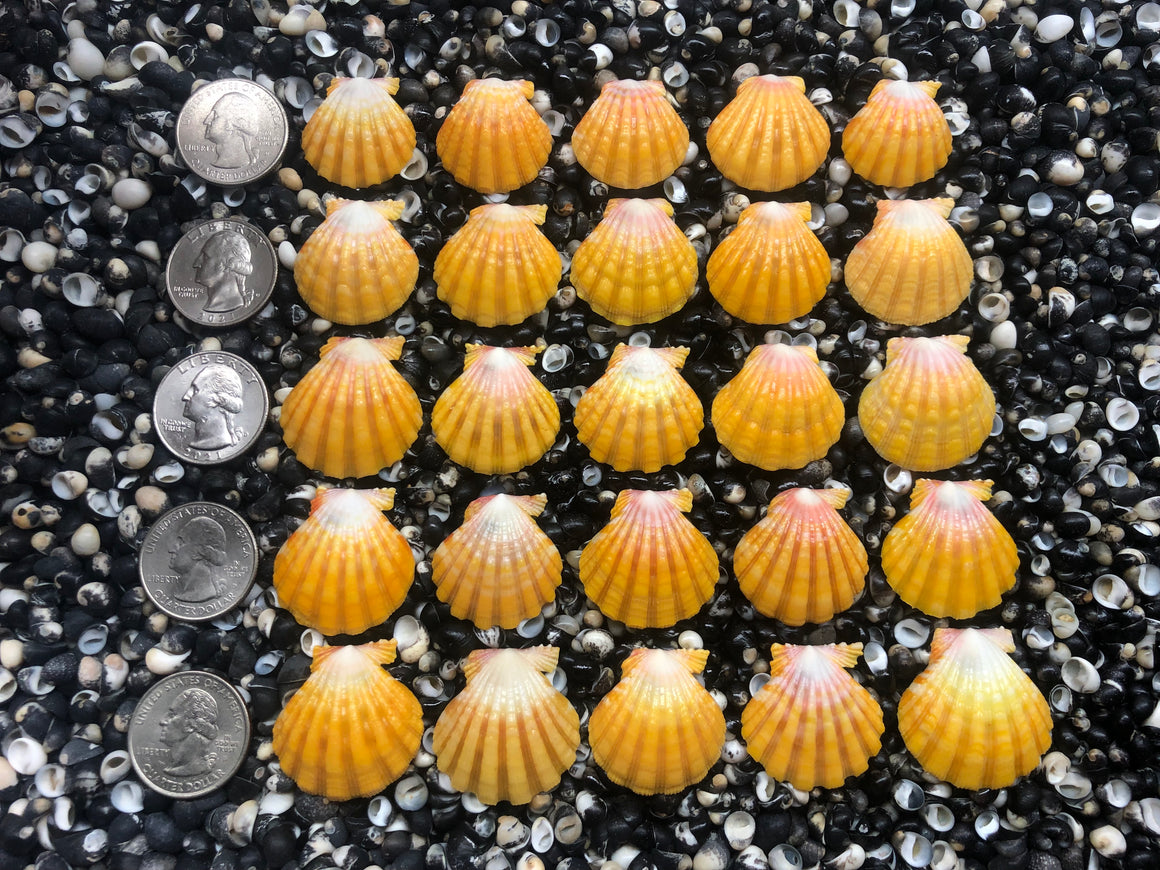 2930 lot of sunrise shells