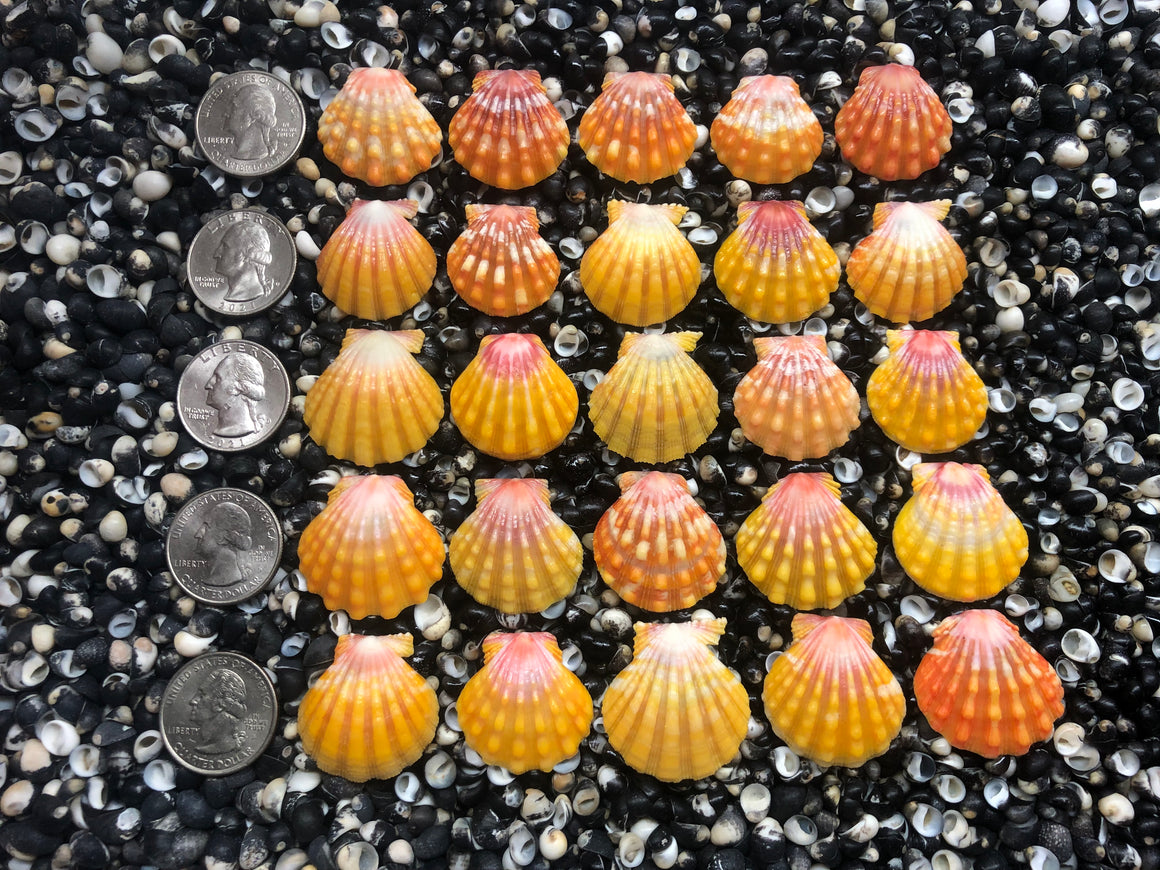 2931 lot of sunrise shells