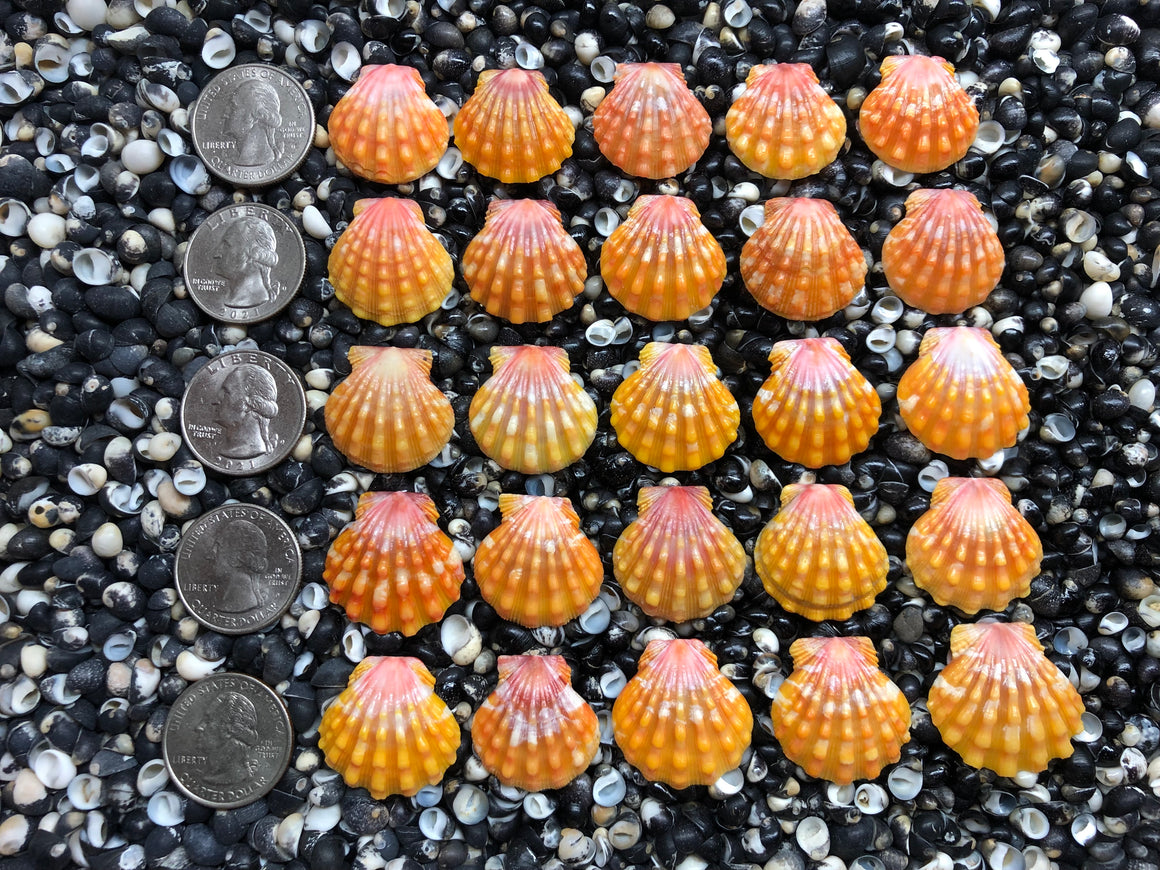 2934 lot of sunrise shells