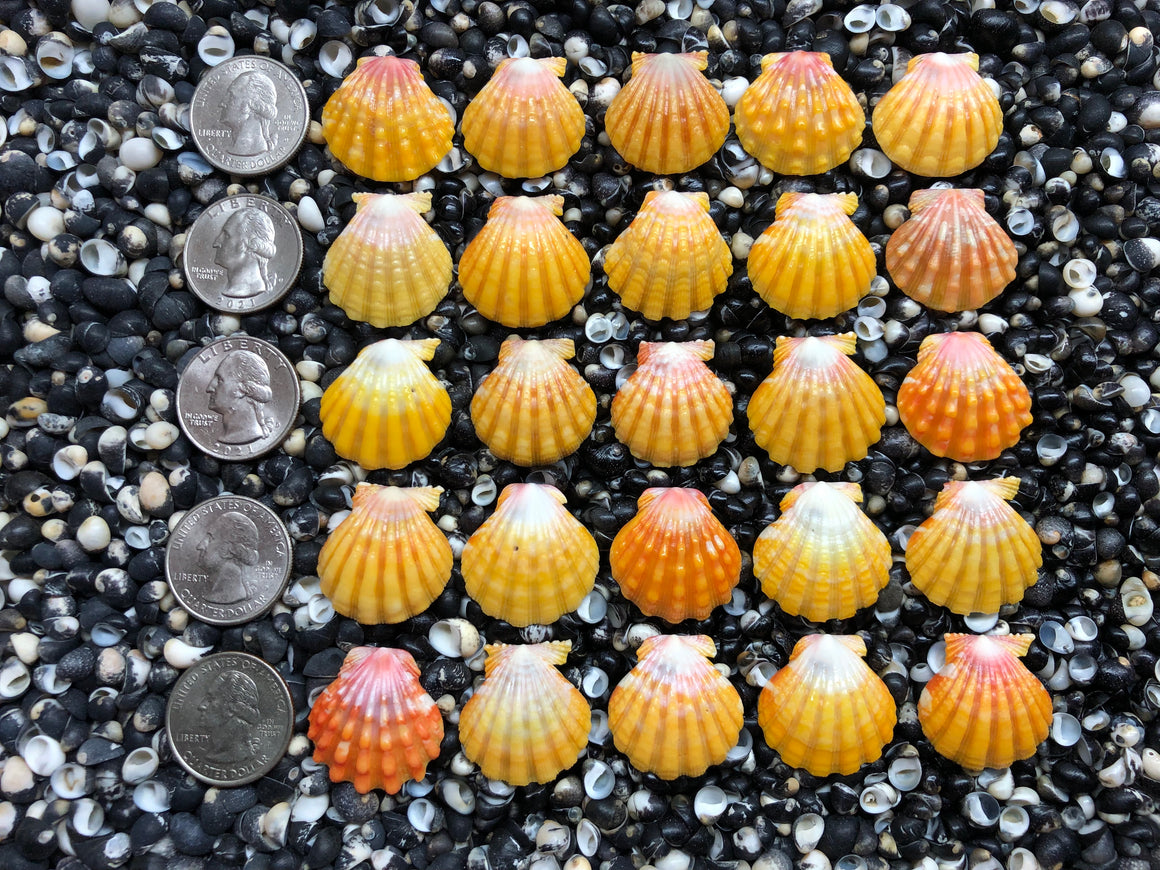 2941 lot of sunrise shells