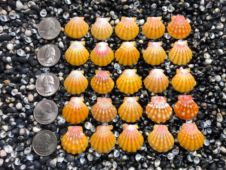 2942 lot of sunrise shells