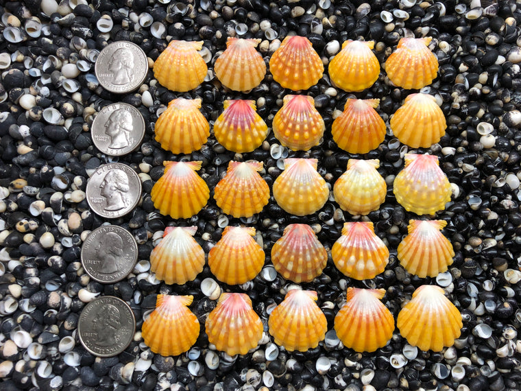 2943 lot of sunrise shells