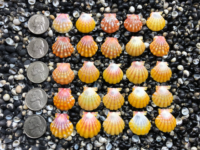 2946 lot of sunrise shells