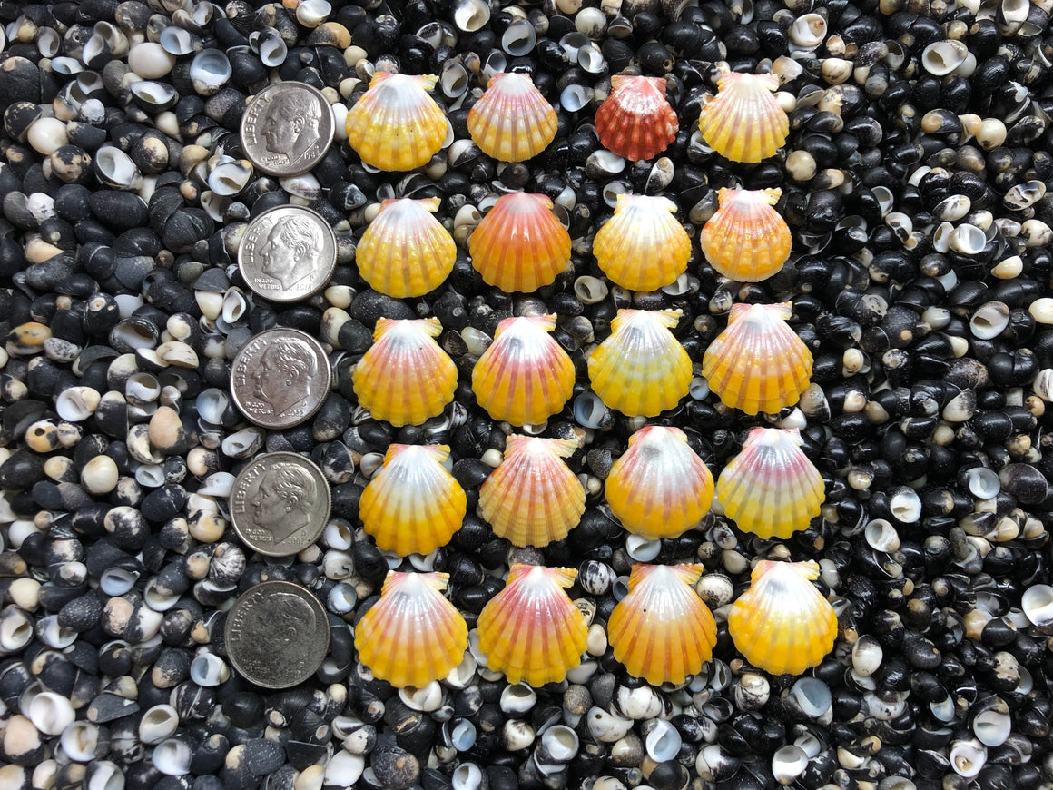 2948 lot of sunrise shells