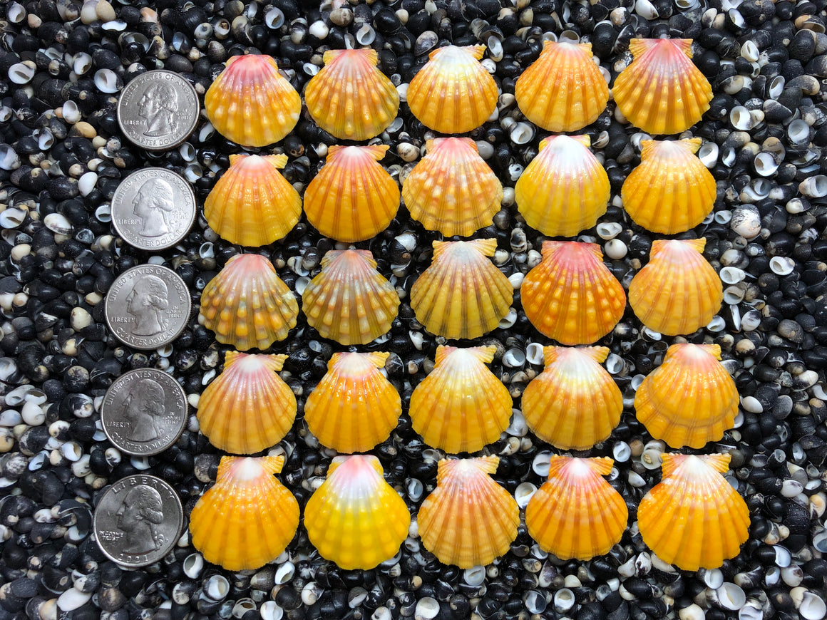 2955 lot of sunrise shells