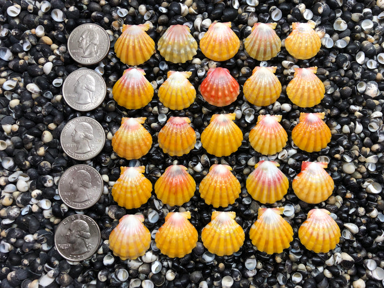 2963 lot of sunrise shells