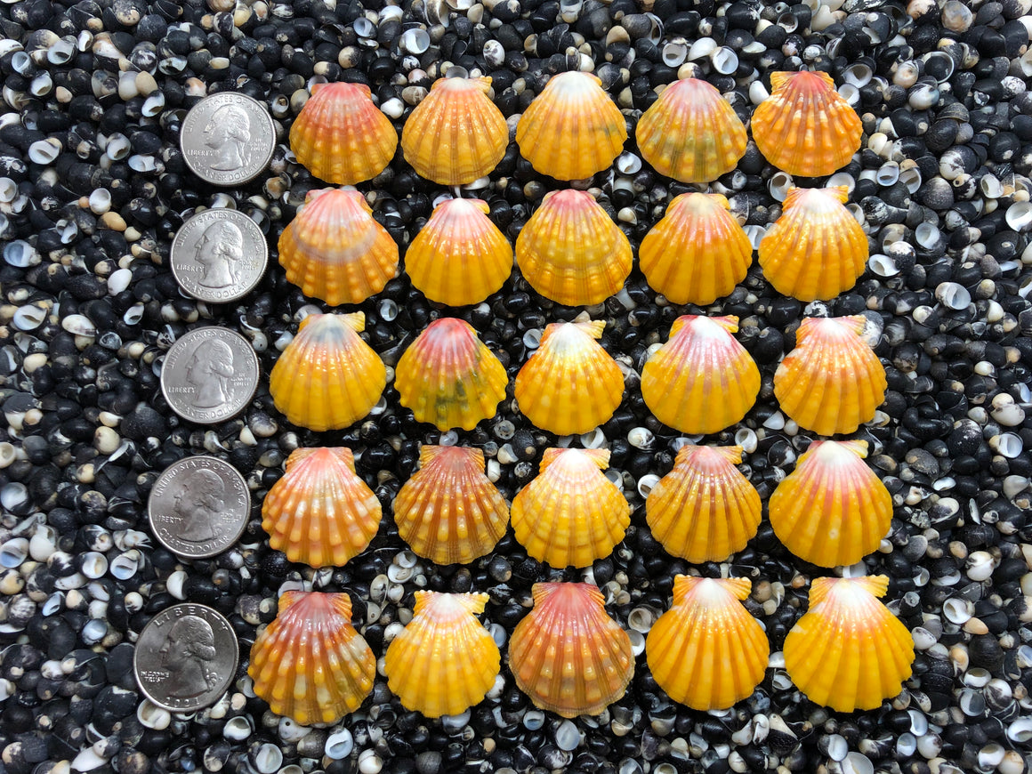 2967 lot of sunrise shells