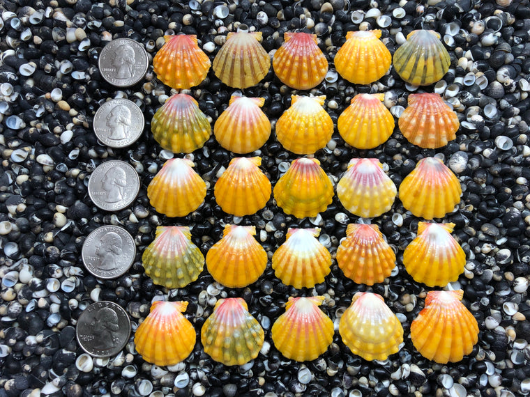 2968 lot of sunrise shells