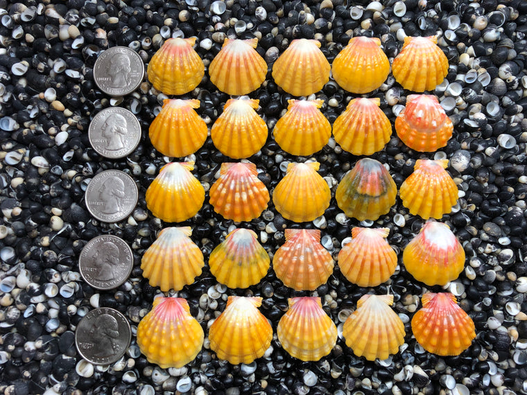 2969 lot of sunrise shells