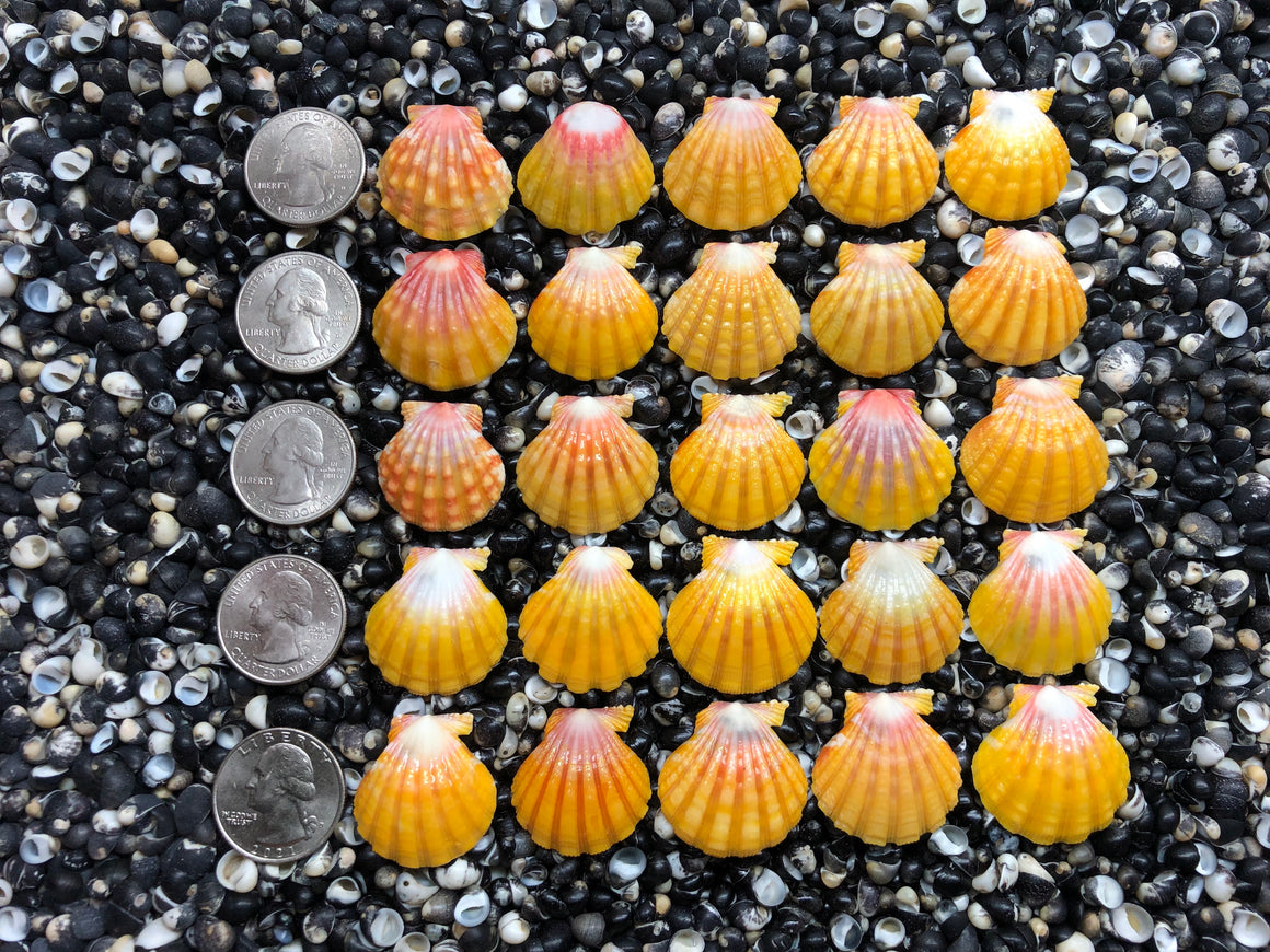 2970 lot of sunrise shells