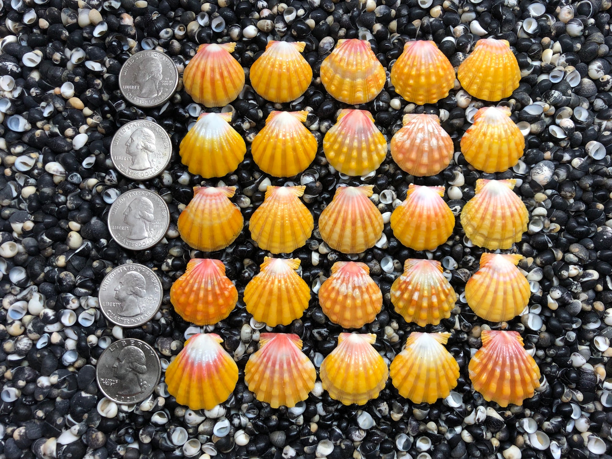 2971 lot of sunrise shells