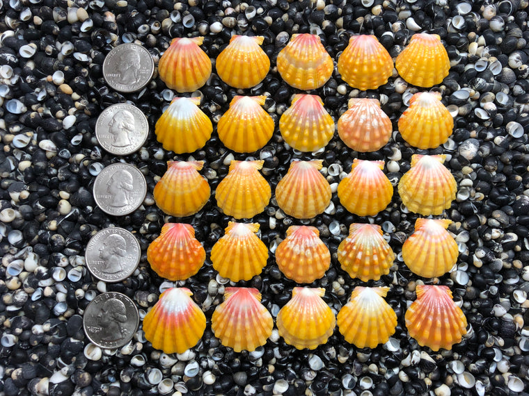 2971 lot of sunrise shells