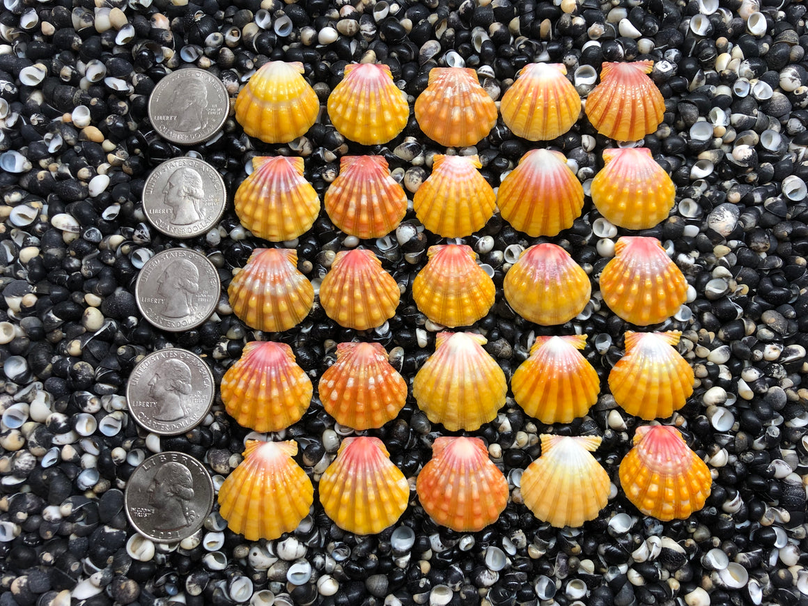 2974 lot of sunrise shells