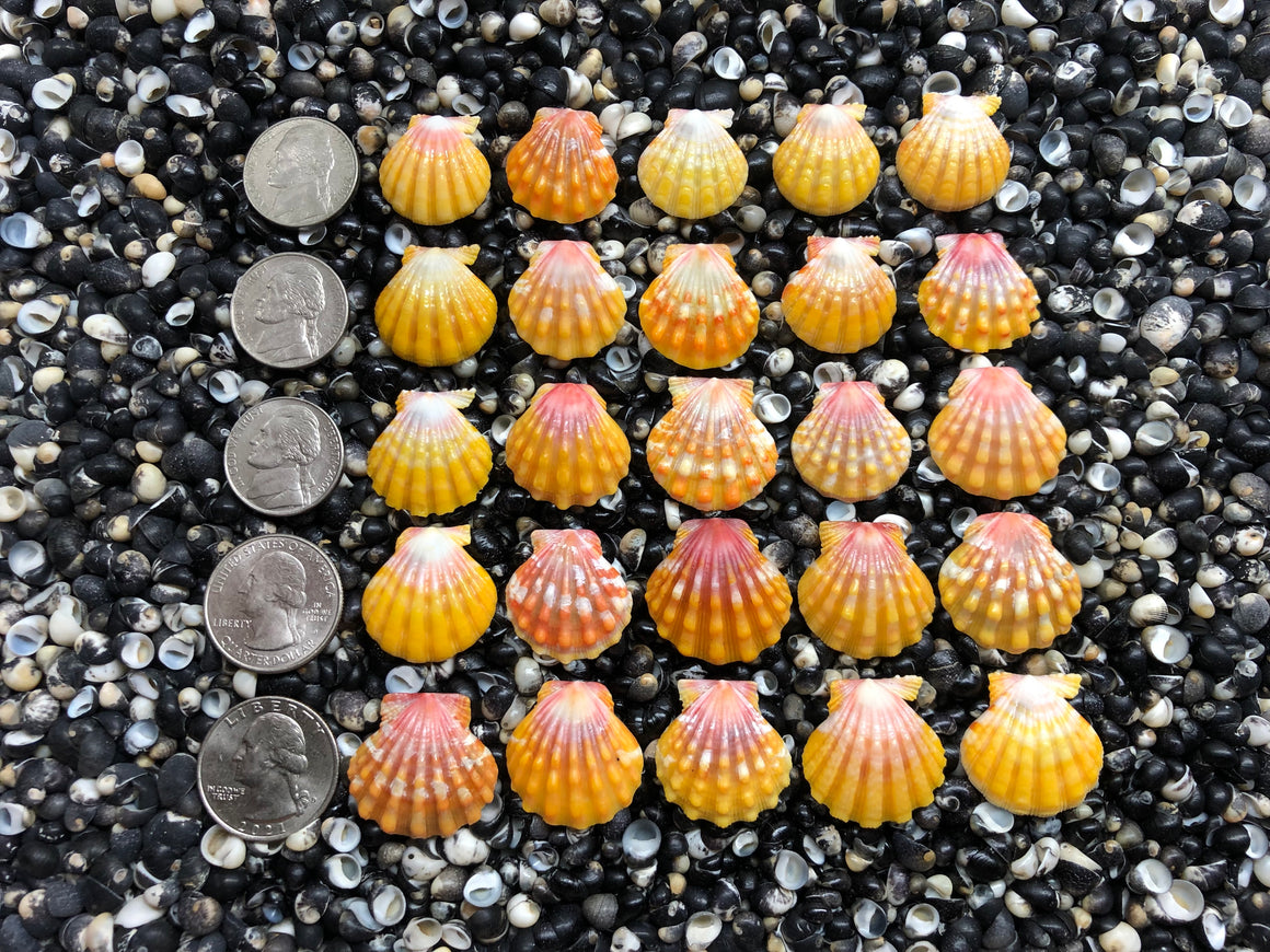 2975 lot of sunrise shells