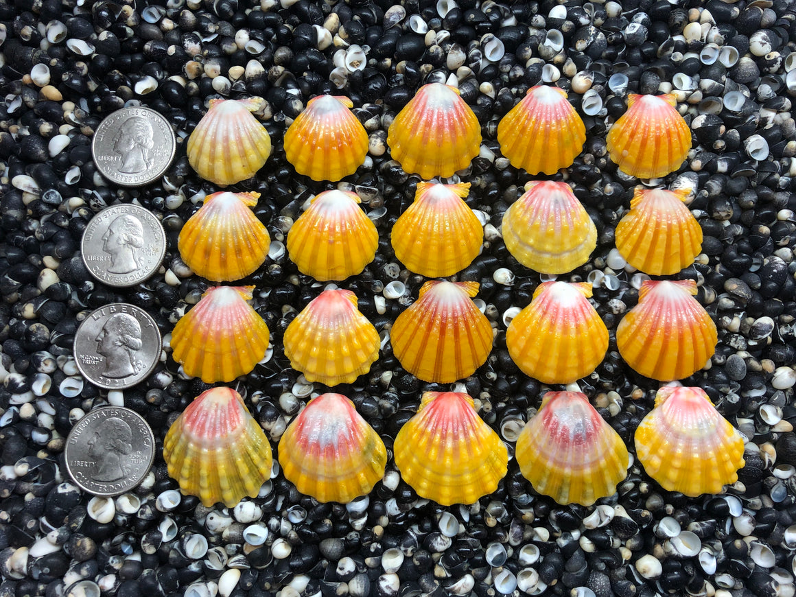 2980 lot of sunrise shells