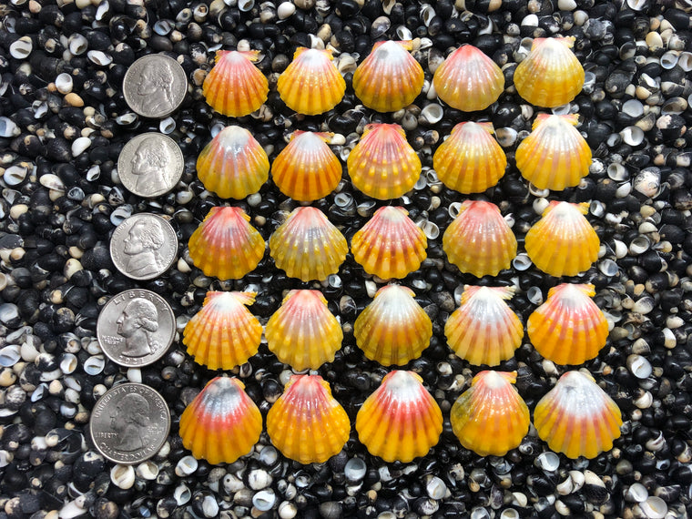 2981 lot of sunrise shells