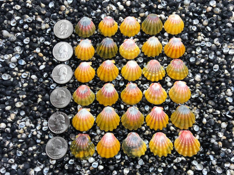 2985 lot of sunrise shells