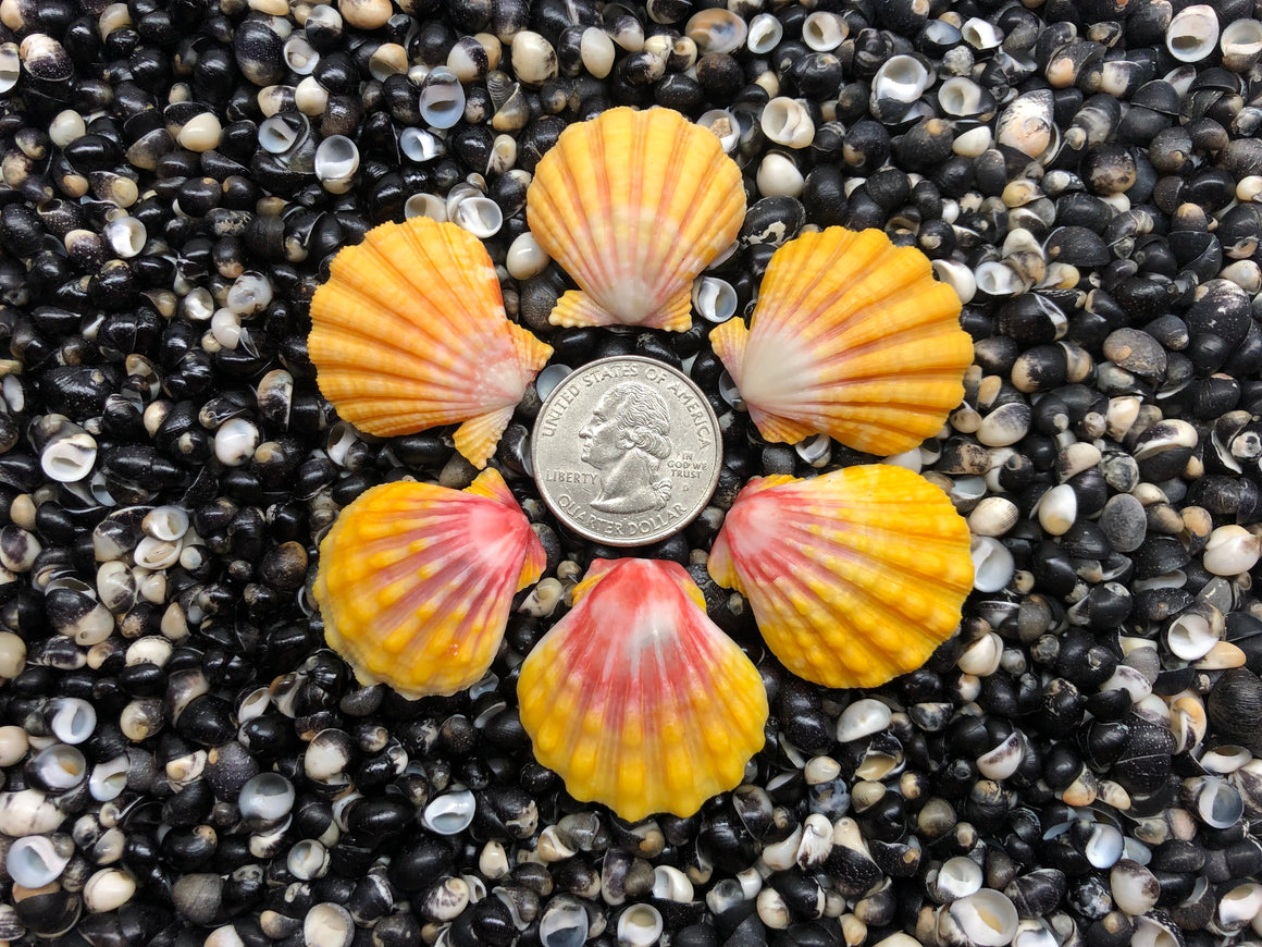 2990 lot sunrise shells