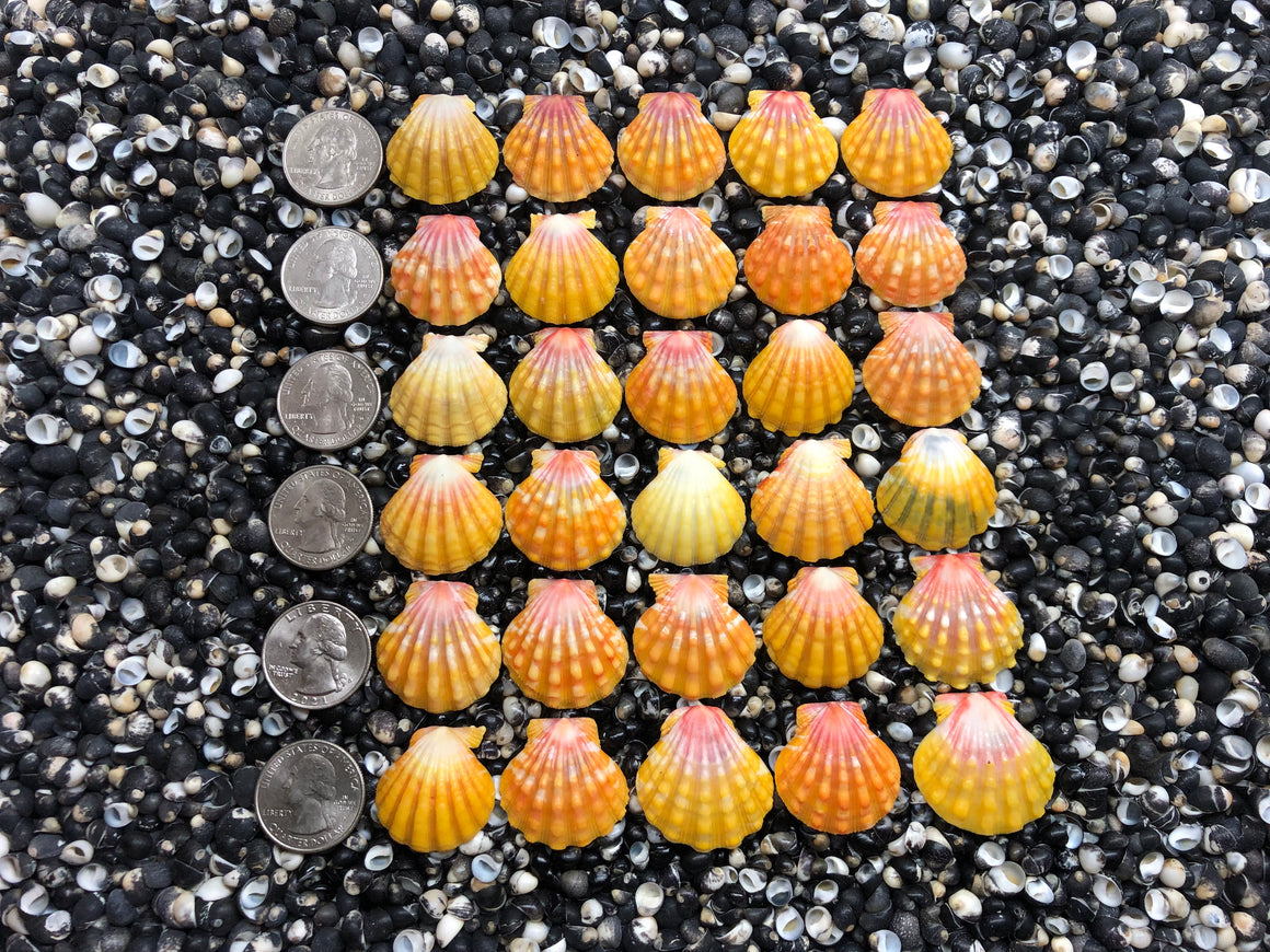 2992 lot of sunrise shells