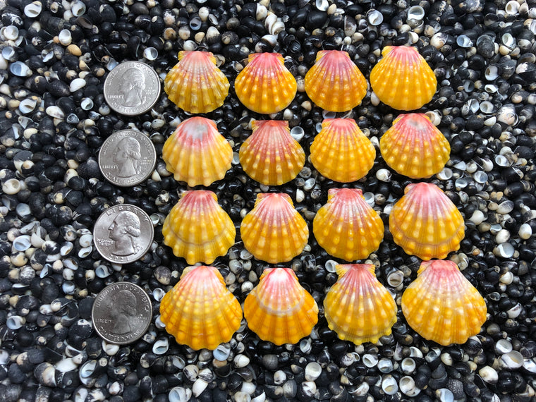 2993 lot of sunrise shells