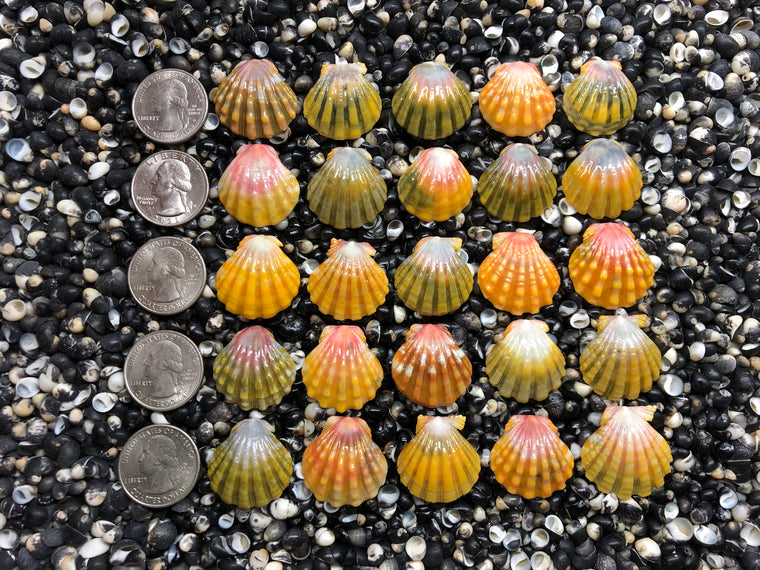 3001 lot of sunrise shells