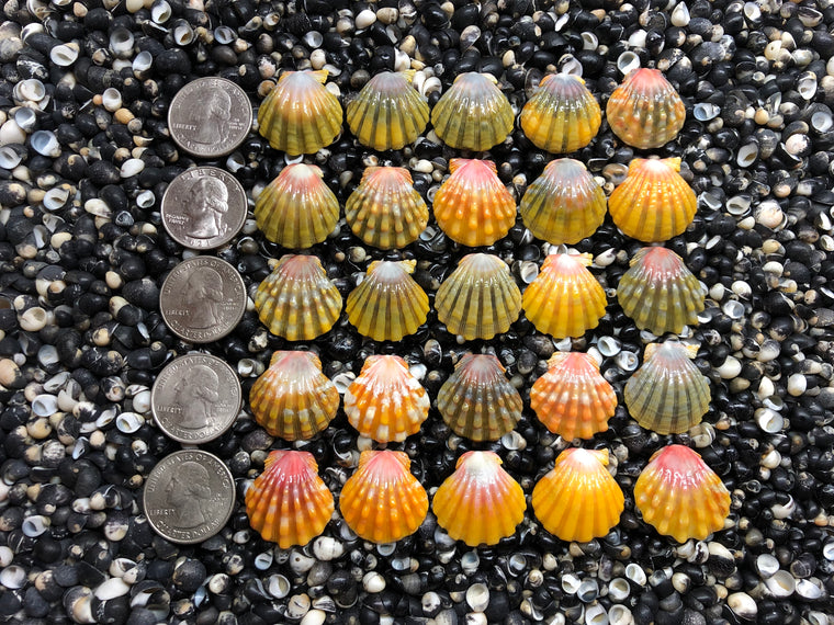 3003 lot of sunrise shells