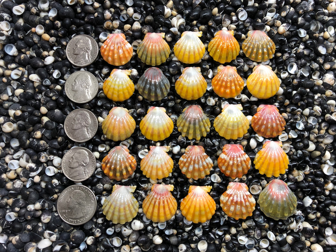 3005 lot of sunrise shells