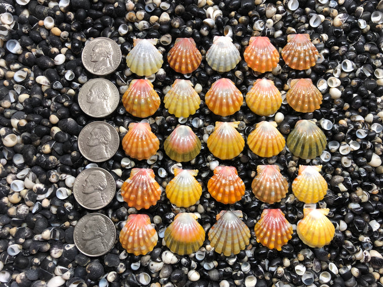 3007 lot of sunrise shells