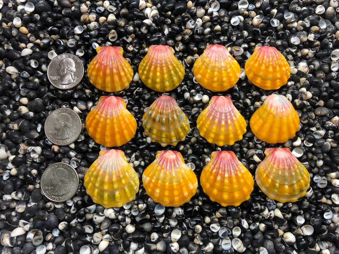 3013 lot of sunrise shells