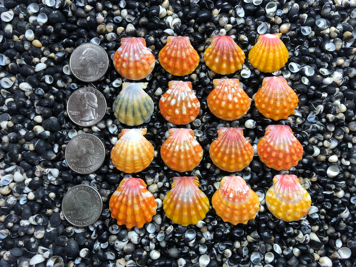 3017 lot of sunrise shells