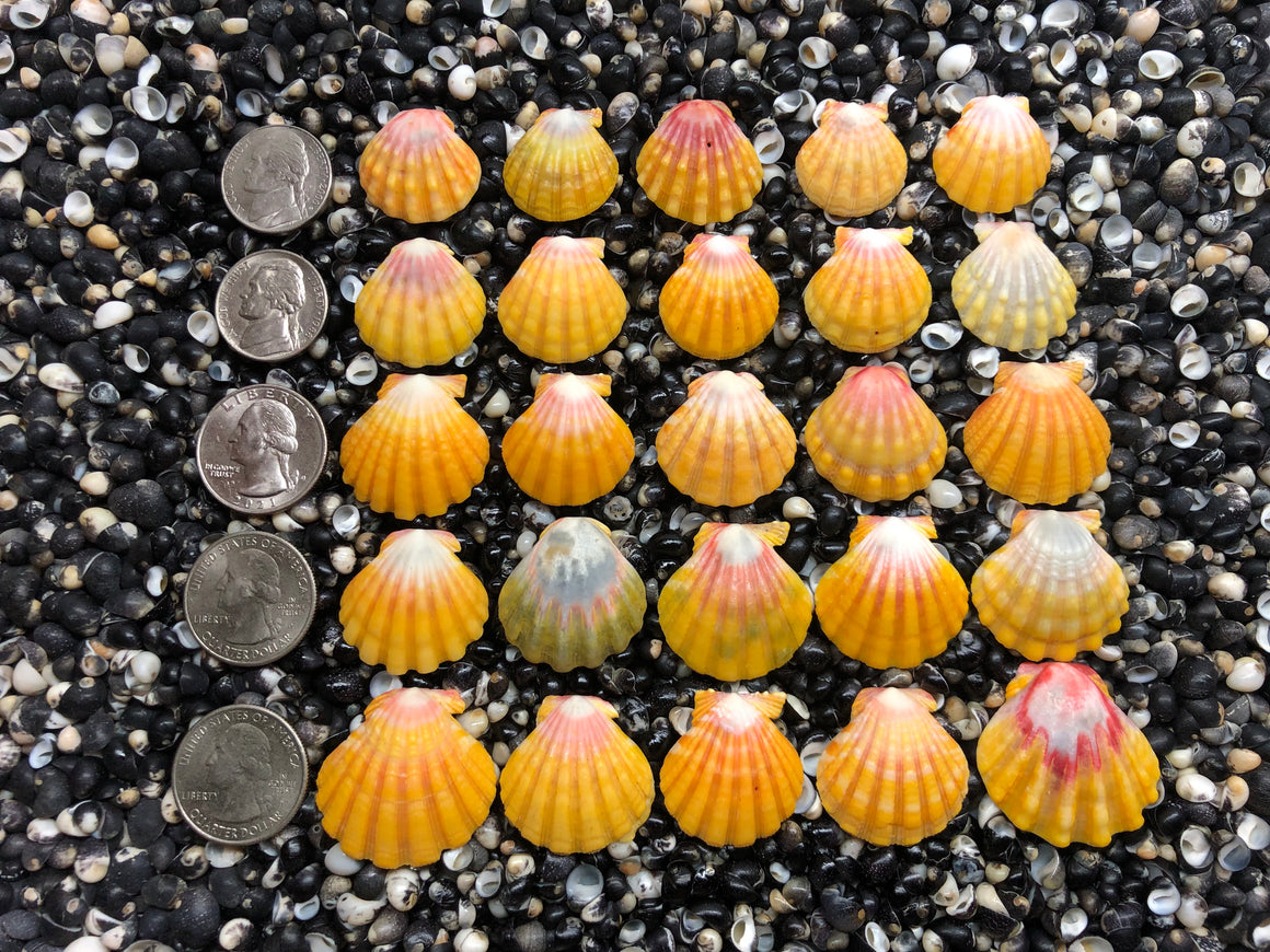 3021 lot of sunrise shells