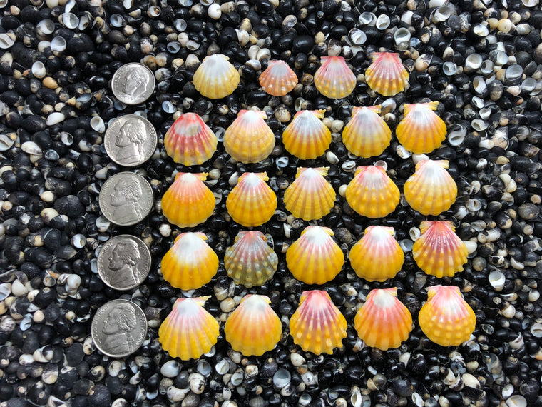 3022 lot of sunrise shells