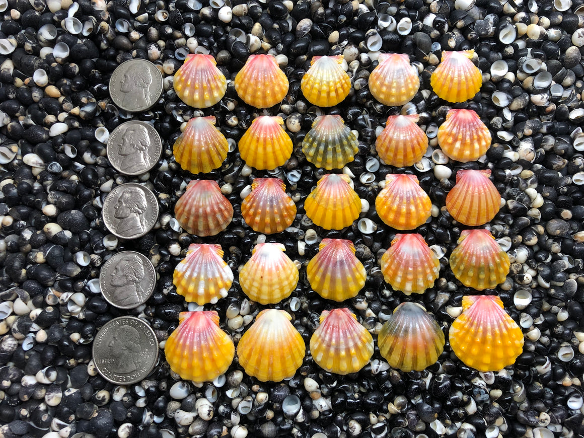 3024 lot of sunrise shells