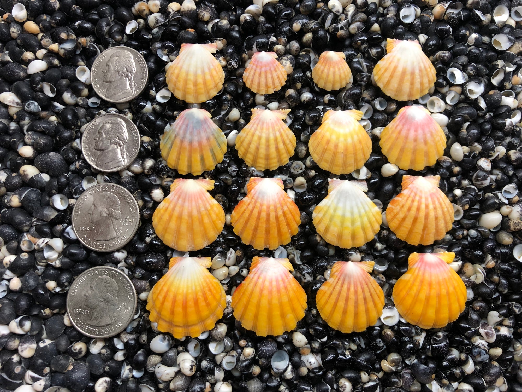 3025 lot of sunrise shells