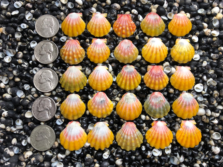 3035 lot of sunrise shells