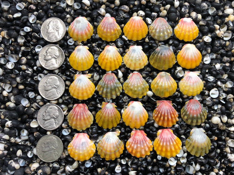 3037 lot of sunrise shells