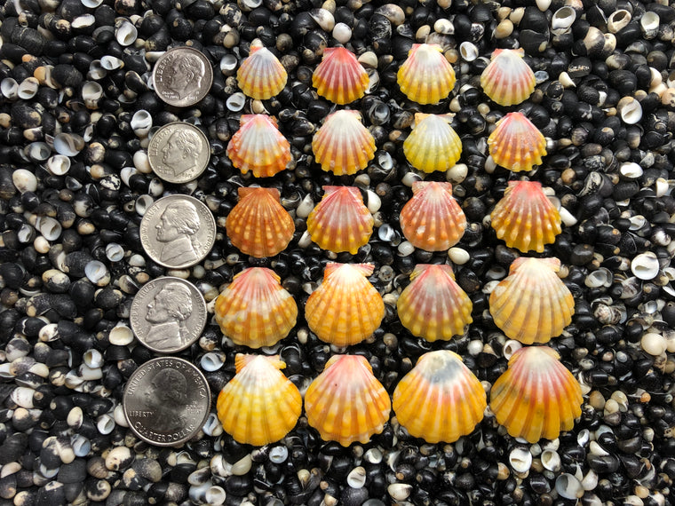 3038 lot of sunrise shells