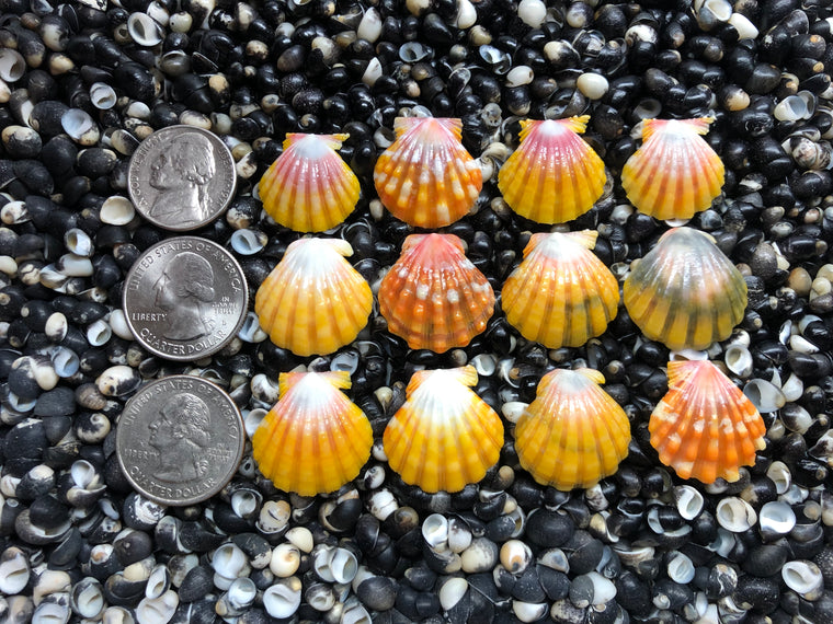 3039 lot of sunrise shells