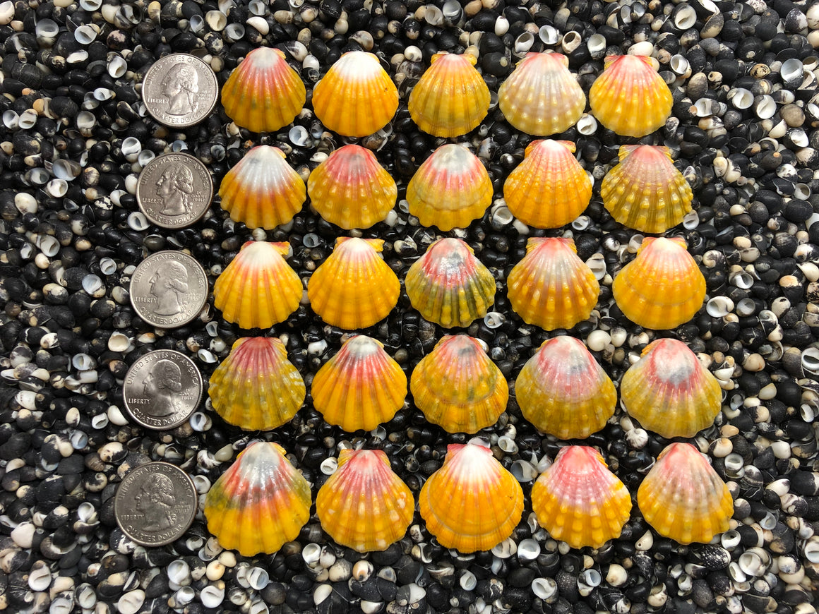 3040 lot of sunrise shells