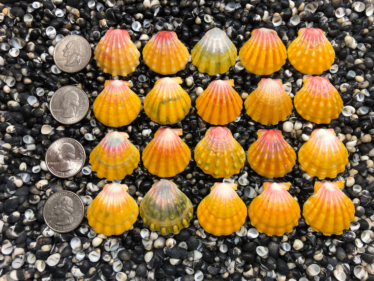 3042 lot of sunrise shells